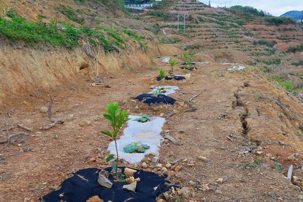 罗甸县：脐橙基地套种蜜本南瓜 开启“一地两用”乡村振兴路