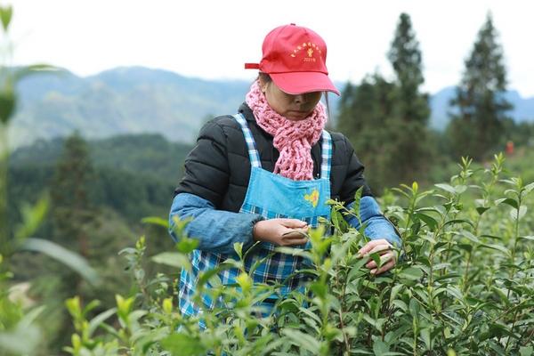 贵州岑巩：循环经济结构优 春茶飘香采摘忙