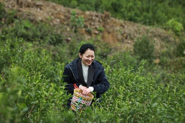 贵州岑巩：循环经济结构优 春茶飘香采摘忙