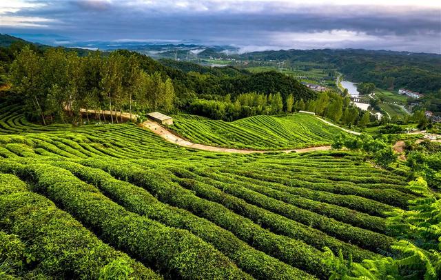 继三大粮食作物后，湖北又公布油菜等8种经济作物病虫害防控技术方案