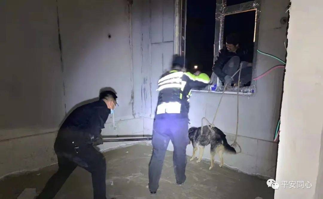 【我为群众办实事】民警巧抓家养犬 力除隐患解民忧