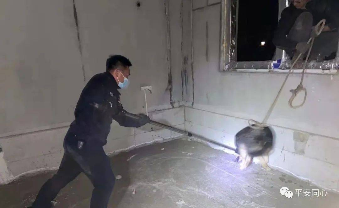 【我为群众办实事】民警巧抓家养犬 力除隐患解民忧