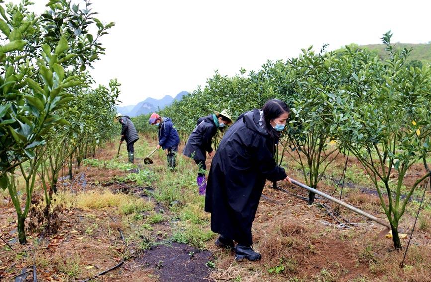 柳江区：春耕金桔管护忙 农技下田来帮忙