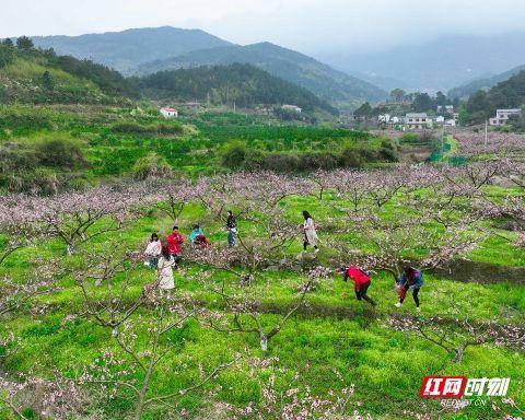 湖南南岳：桃花盛开产业兴