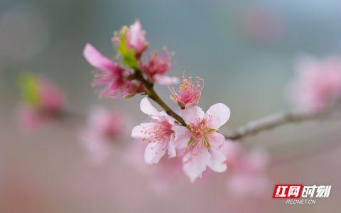 湖南南岳：桃花盛开产业兴