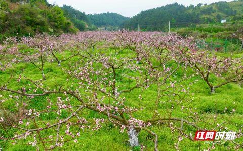 湖南南岳：桃花盛开产业兴