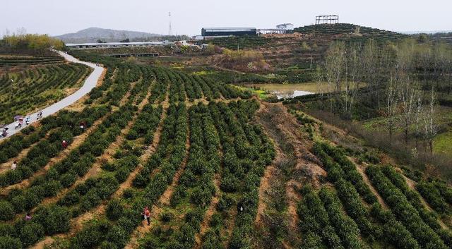 河南唐河：做强特色茶产业 走出乡村致富路