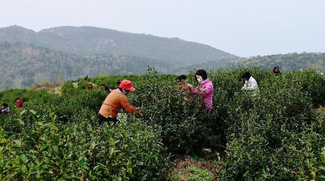 河南唐河：做强特色茶产业 走出乡村致富路