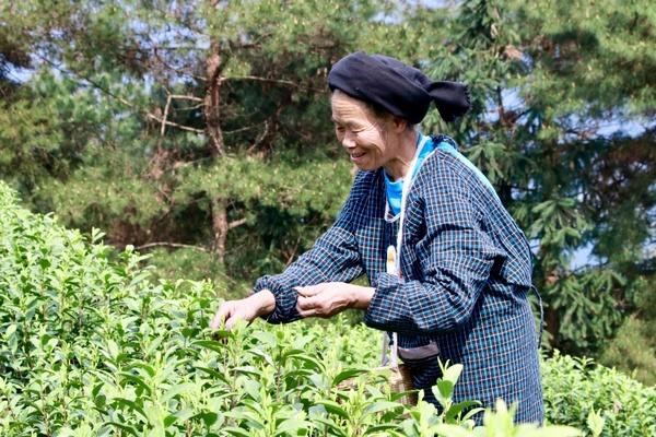 独山县：万亩春茶开采一周 市场交易行情火爆