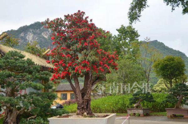 龙城花开正浓！走，一起看杜鹃盆景去