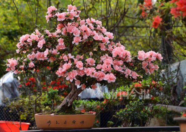 龙城花开正浓！走，一起看杜鹃盆景去