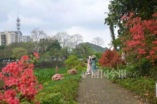 龙城花开正浓！走，一起看杜鹃盆景去