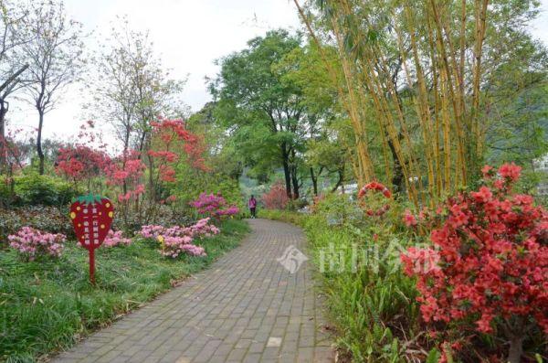 龙城花开正浓！走，一起看杜鹃盆景去