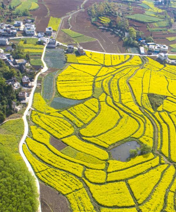 贵州黔西：晚季节油菜花扮靓乡村