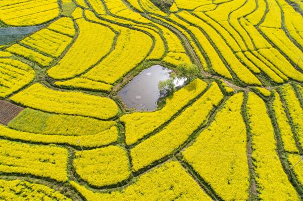 贵州黔西：晚季节油菜花扮靓乡村