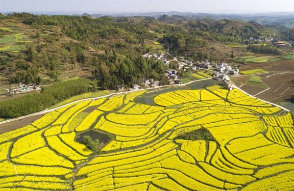 贵州黔西：晚季节油菜花扮靓乡村