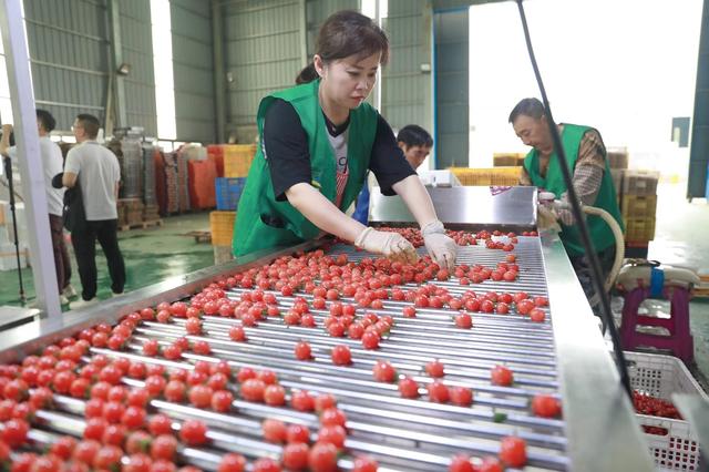 广东农技推广打通“最后一公里”，科技赋能“亿元村”