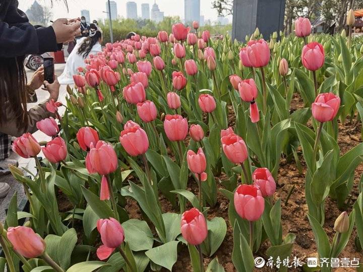 哪里能寻郁金香花海？这份济南街头打卡攻略来了