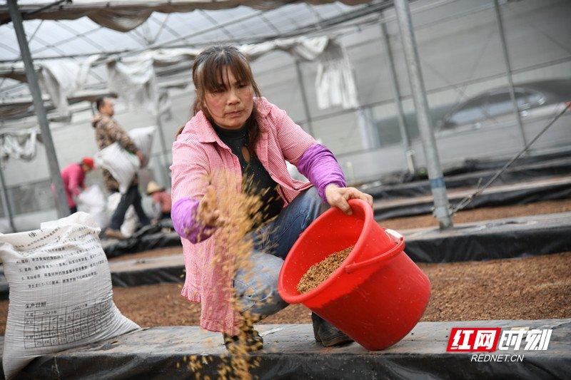 北湖区：集中育种水稻苗 端稳粮食的“饭碗”