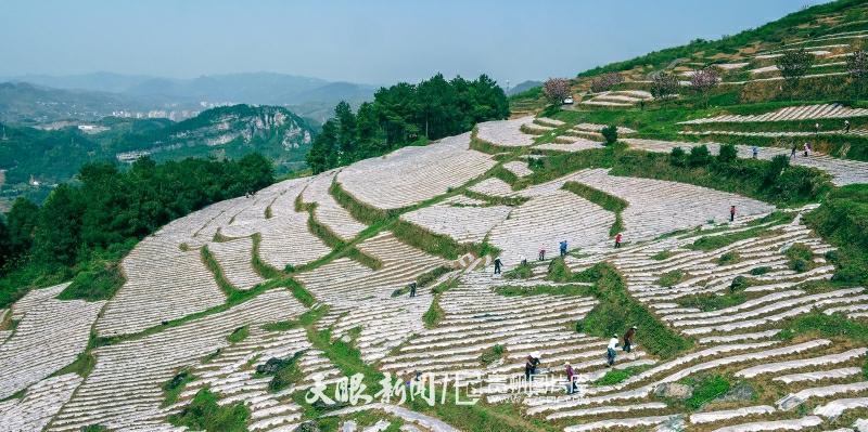 贵州桐梓：种植“黄金叶”带农民走上致富路