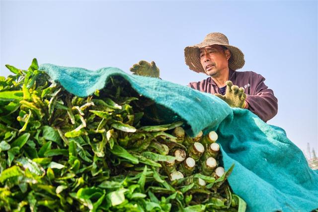 莴苣丰收农户忙 增收致富笑开颜