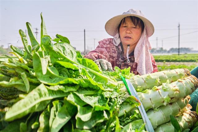 莴苣丰收农户忙 增收致富笑开颜