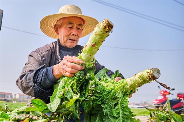 莴苣丰收农户忙 增收致富笑开颜