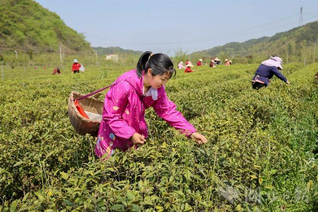 茶农喜采致富茶