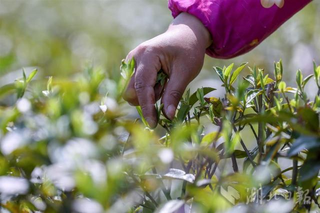 茶农喜采致富茶