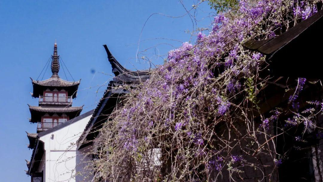 紫藤将灿，期待花下重逢！