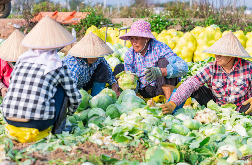 广西合浦：蔬菜丰收采摘忙