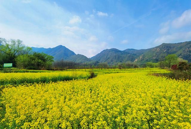 乡村振兴先行区的“罗山实践”