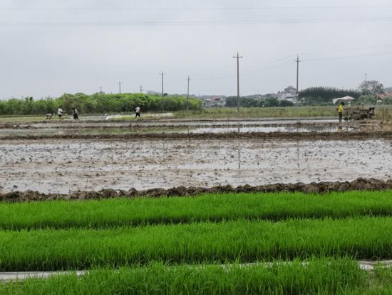 横州市：花乡大地早稻插秧忙