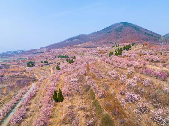 寻找最美春天|千亩花海盛开！日照五莲这里美成了“世外桃源”...