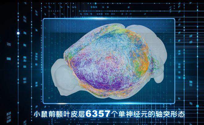 大脑“布线”类似高铁网络？中国科学家解析最大规模小鼠单神经元全脑投射图谱
