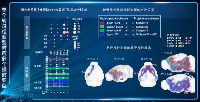 大脑“布线”类似高铁网络？中国科学家解析最大规模小鼠单神经元全脑投射图谱