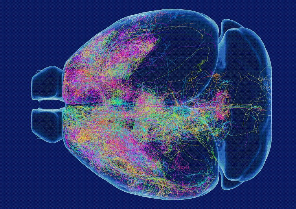 探索“大脑森林”奥秘，上海科研团队建立小鼠神经联接数据库