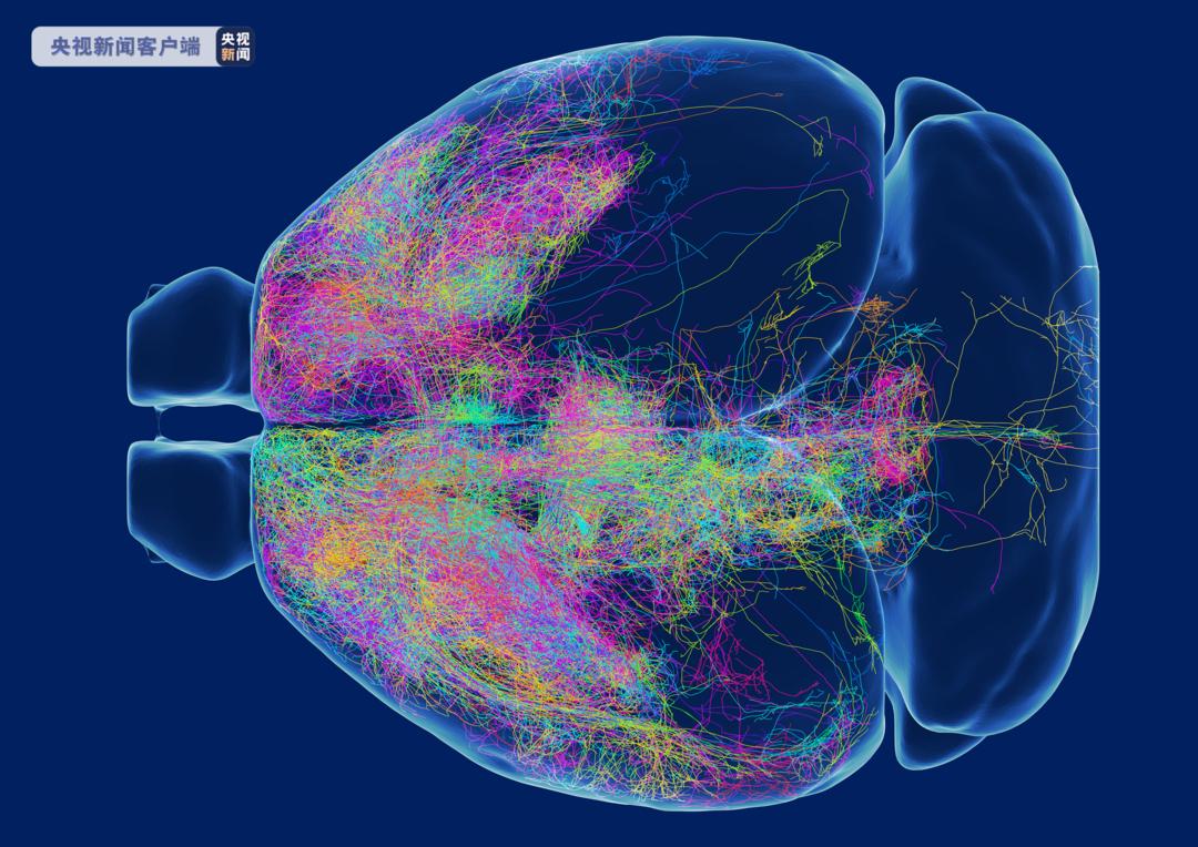 探索“大脑森林”提供“精确导航” 国际最大的小鼠全脑介观神经联接图谱构建