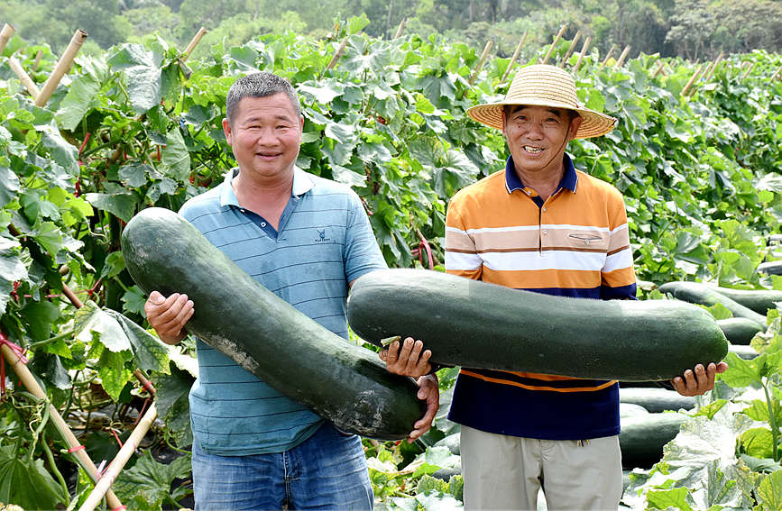 海南文昌：冬瓜闹丰年 百姓乐开颜