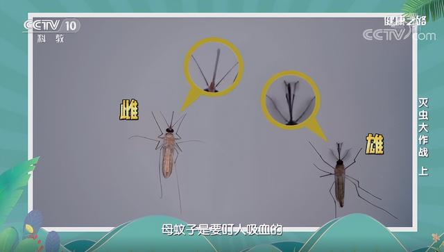 蚊子最爱叮什么血型的人，你知道吗？