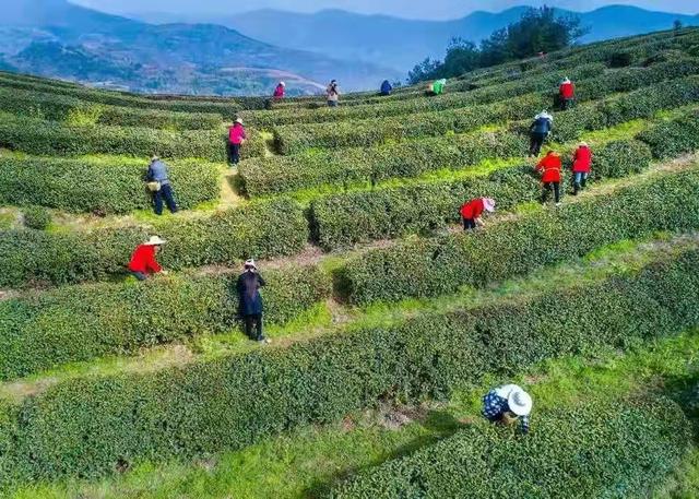 竹溪汇湾春茶俏销