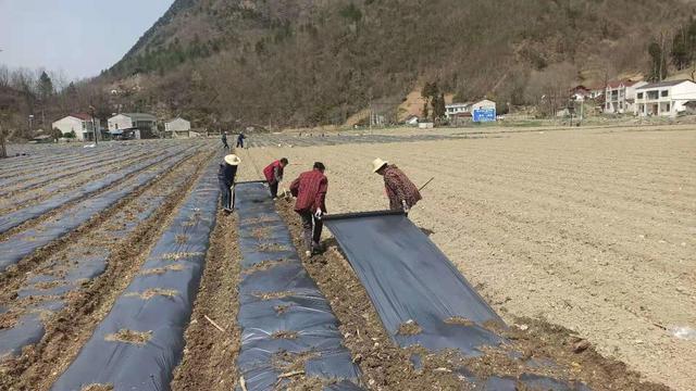 房县八里坡村特色产业春耕忙