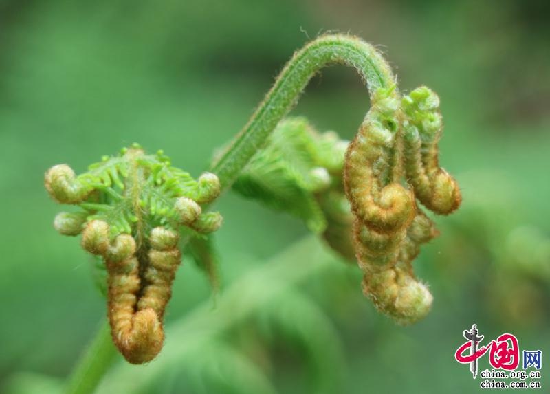 云南石林：山茅野菜带来“舌尖上的春天”