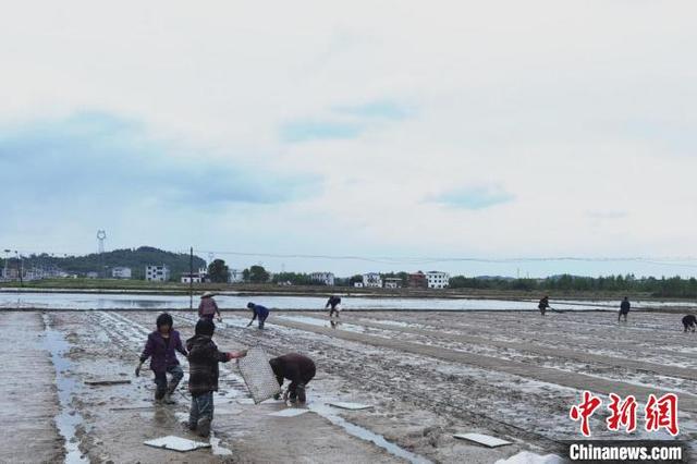 全国产粮大县湖南东安：机械化育秧 大户成种粮主力