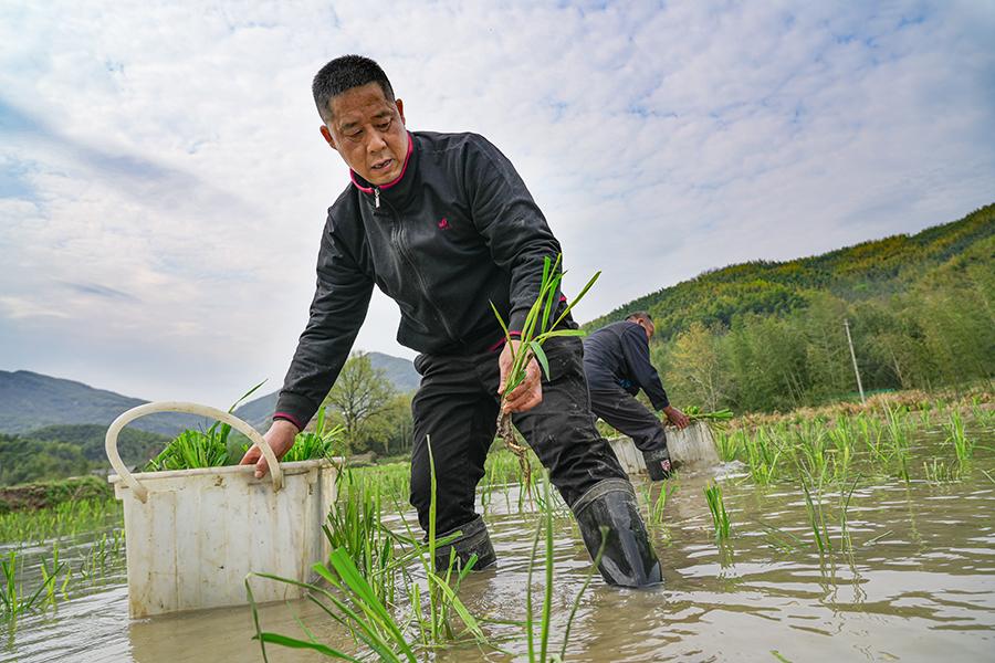 广德市柏垫镇：春风涌热土 茭白栽种忙