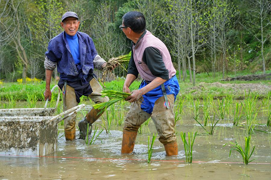 广德市柏垫镇：春风涌热土 茭白栽种忙