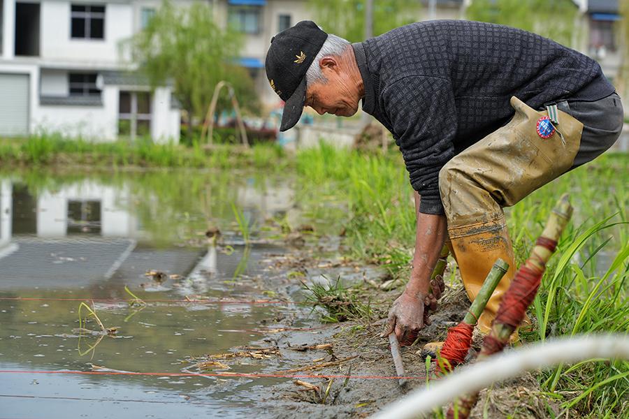 广德市柏垫镇：春风涌热土 茭白栽种忙