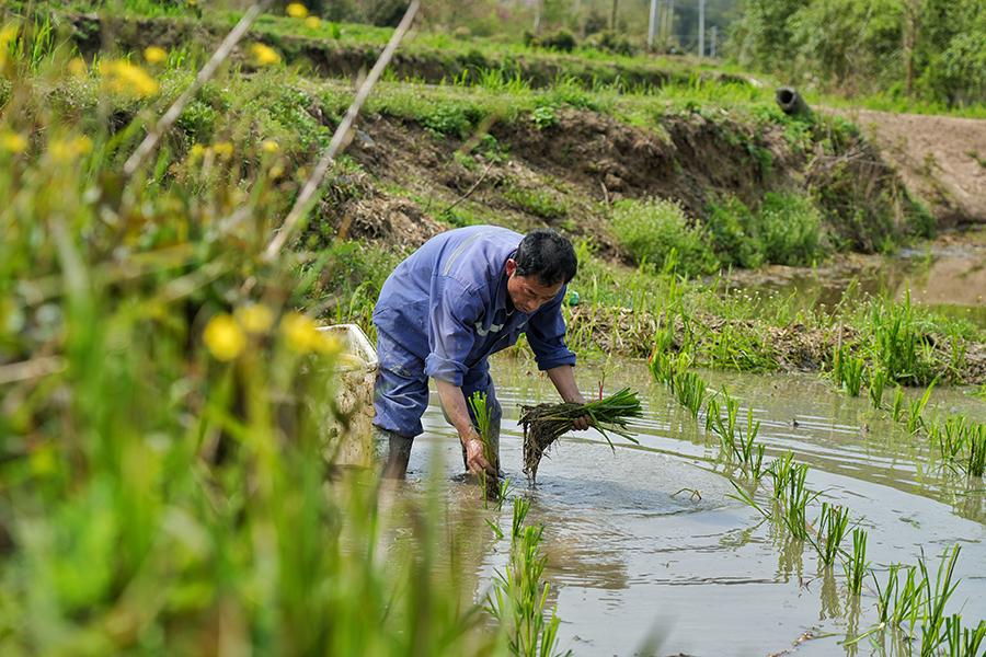 广德市柏垫镇：春风涌热土 茭白栽种忙