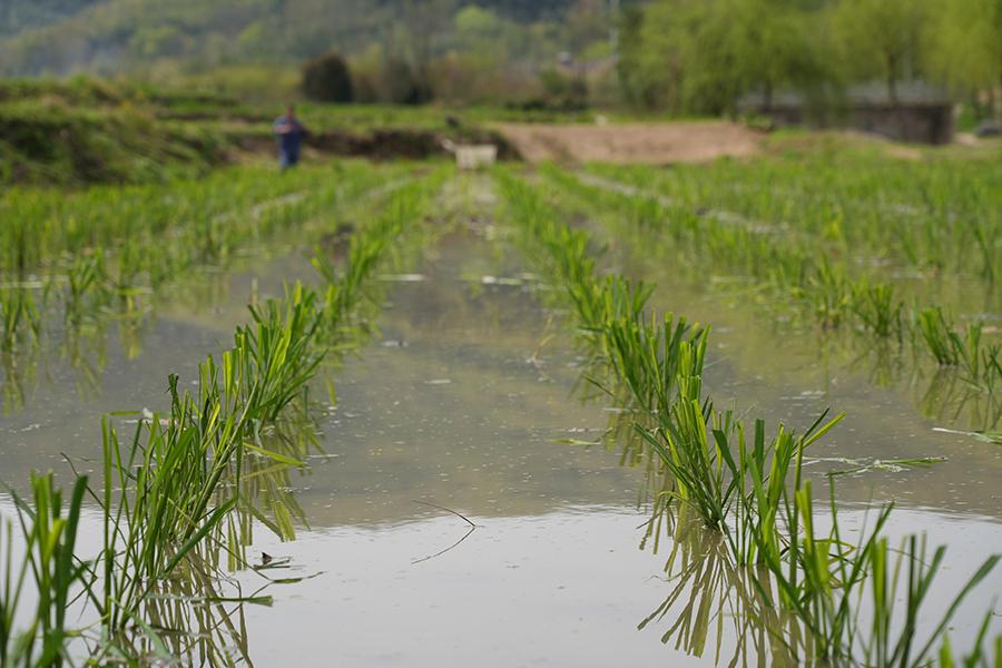 广德市柏垫镇：春风涌热土 茭白栽种忙