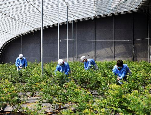 胶州：蓝莓飘香助农增收